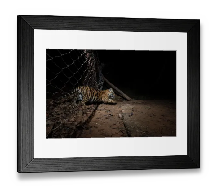 Framed Print : Bengal tiger (Panthera tigris tigris) cubs crossing metal wire fence seperating core area of forest from buffer zone, Bandhavgarh Tiger Reserve, Madhya Pradesh, India. Endangered Framed Print : Bengal tiger (Panthera tigris tigris) cubs crossing metal wire fence seperating core area of forest from buffer zone, Bandhavgarh Tiger Reserve, Madhya Pradesh, India. Endangered