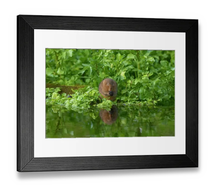 Framed Print : Water vole (Arvicola amphibius) feeding on a Blackberry (Rubus sp.) at water's edge, Kent, England, UK. May Framed Print : Water vole (Arvicola amphibius) feeding on a Blackberry (Rubus sp.) at water's edge, Kent, England, UK. May