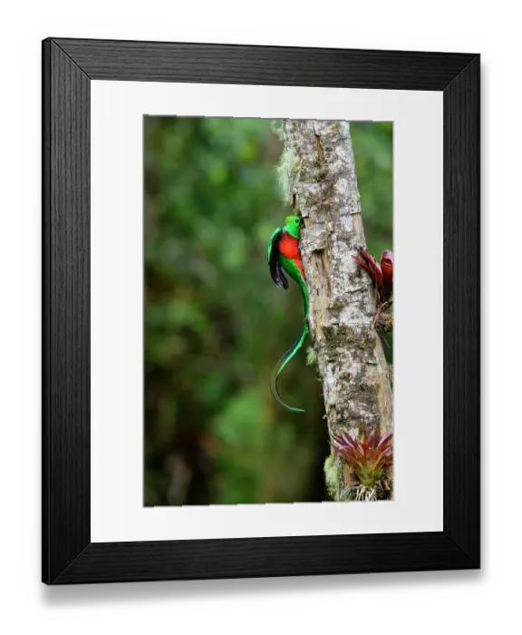 Framed Print : Resplendent quetzal (Pharomachrus mocinno) male, perched at entrance to nest hole with fruit for chicks, Talamanca, Atlantic slope montane rainforest, Costa Rica Framed Print : Resplendent quetzal (Pharomachrus mocinno) male, perched at entrance to nest hole with fruit for chicks, Talamanca, Atlantic slope montane rainforest, Costa Rica