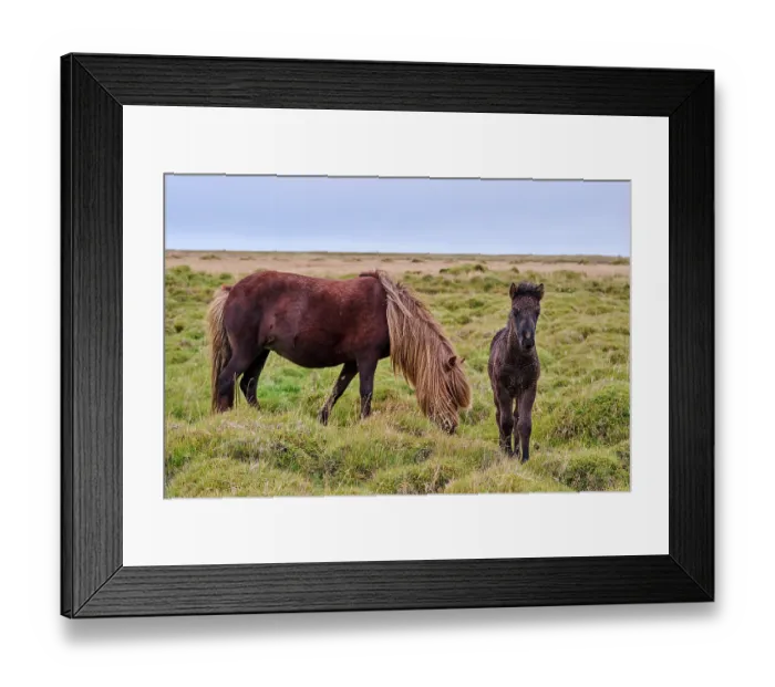 Framed Print : Icelandic horse (Equus caballus) mare and foal, standing on grassland, Iceland. September Framed Print : Icelandic horse (Equus caballus) mare and foal, standing on grassland, Iceland. September