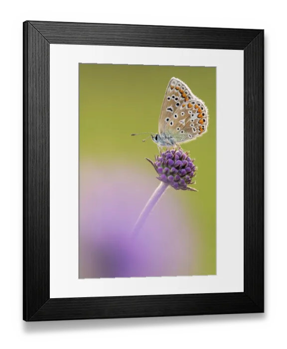 Framed Print : RF - Common blue butterfly (Polyommatus icarus) female, resting on Devil's bit scabious (Succisa pratensis), Vealand Farm, Devon, England, UK. August Framed Print : RF - Common blue butterfly (Polyommatus icarus) female, resting on Devil's bit scabious (Succisa pratensis), Vealand Farm, Devon, England, UK. August