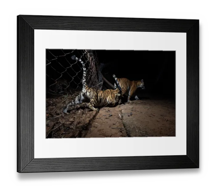 Framed Print : Bengal tiger (Panthera tigris tigris) cubs crossing metal wire fence seperating core area of forest from buffer zone, Bandhavgarh Tiger Reserve, Madhya Pradesh, India. Endangered Framed Print : Bengal tiger (Panthera tigris tigris) cubs crossing metal wire fence seperating core area of forest from buffer zone, Bandhavgarh Tiger Reserve, Madhya Pradesh, India. Endangered