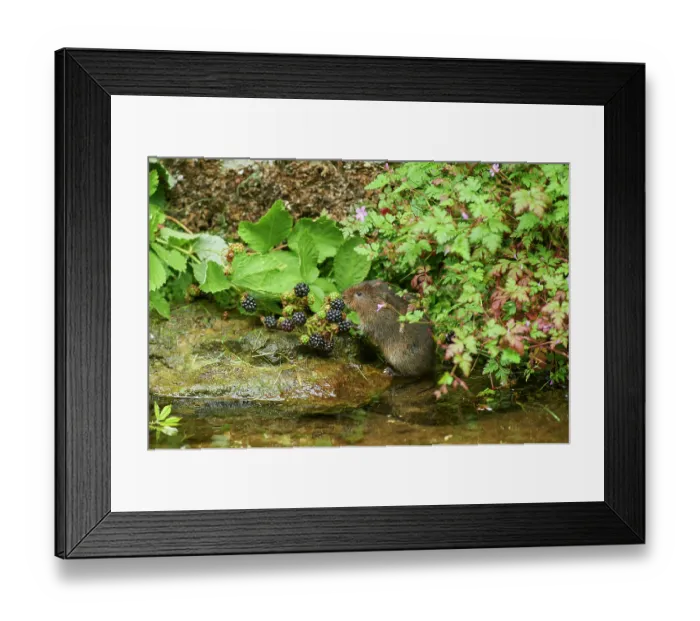 Framed Print : Water vole (Arvicola amphibius) feeding on Blackberries (Rubus sp.) at water's edge, Kent, England, UK. July Framed Print : Water vole (Arvicola amphibius) feeding on Blackberries (Rubus sp.) at water's edge, Kent, England, UK. July