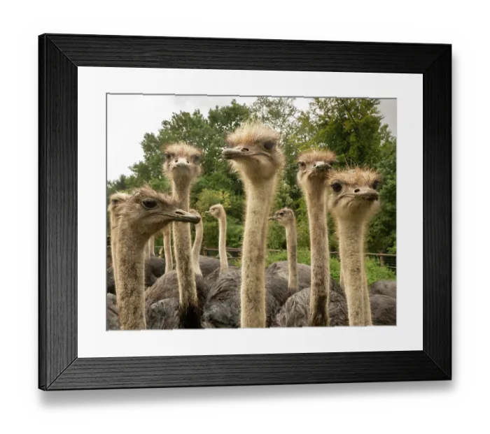 Framed Print : Group of Ostriches (Struthio camelus) juveniles aged 1 year, at an ostrich farm, portrait, Straussenfarm Emminghausen, Wermelskirchen, Germany. Captive Framed Print : Group of Ostriches (Struthio camelus) juveniles aged 1 year, at an ostrich farm, portrait, Straussenfarm Emminghausen, Wermelskirchen, Germany. Captive