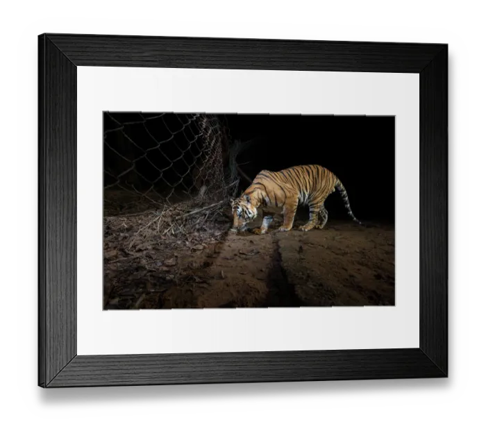 Framed Print : Bengal tiger (Panthera tigris tigris) male, smelling scent of tigress and cubs on wire fence, Bandhavgarh Tiger Reserve, Madhya Pradesh, India. Endangered. Camera trap image Framed Print : Bengal tiger (Panthera tigris tigris) male, smelling scent of tigress and cubs on wire fence, Bandhavgarh Tiger Reserve, Madhya Pradesh, India. Endangered. Camera trap image