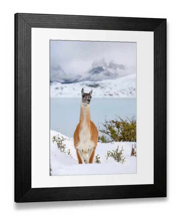 Framed Print : Guanaco (Lama guanicoe) portrait, on the shore of Lago Pehoe, with Torres del Paine massif in the background, Torres del Paine National Park, Patagonia, Chile Framed Print : Guanaco (Lama guanicoe) portrait, on the shore of Lago Pehoe, with Torres del Paine massif in the background, Torres del Paine National Park, Patagonia, Chile