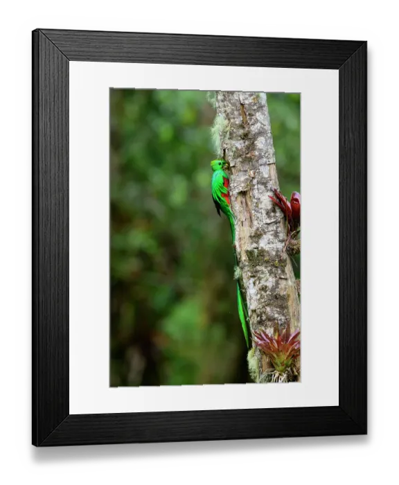 Framed Print : Resplendent quetzal (Pharomachrus mocinno) male, entering nest hole with fruit for chicks, Talamanca, Atlantic slope montane rainforest, Costa Rica Framed Print : Resplendent quetzal (Pharomachrus mocinno) male, entering nest hole with fruit for chicks, Talamanca, Atlantic slope montane rainforest, Costa Rica