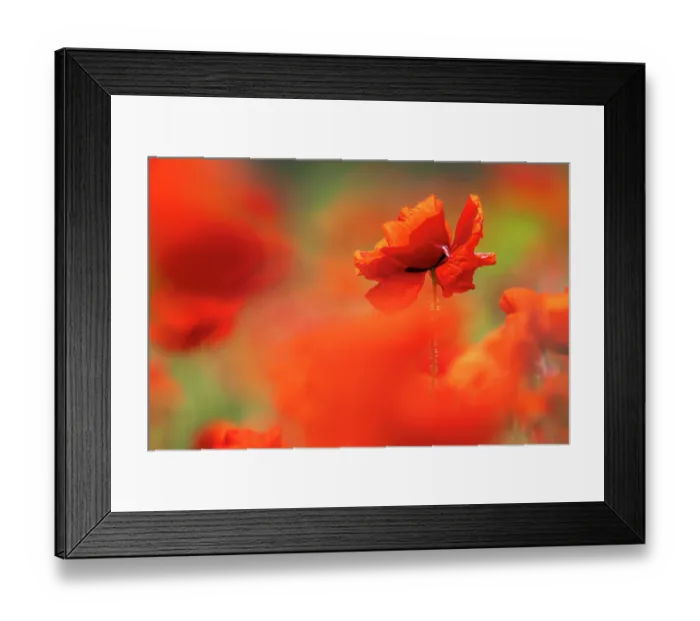 Framed Print : Common poppies (Papaver rhoeas) in flower, Porth Joke, Pentire, Newquay, Cornwall, England, UK. June Framed Print : Common poppies (Papaver rhoeas) in flower, Porth Joke, Pentire, Newquay, Cornwall, England, UK. June