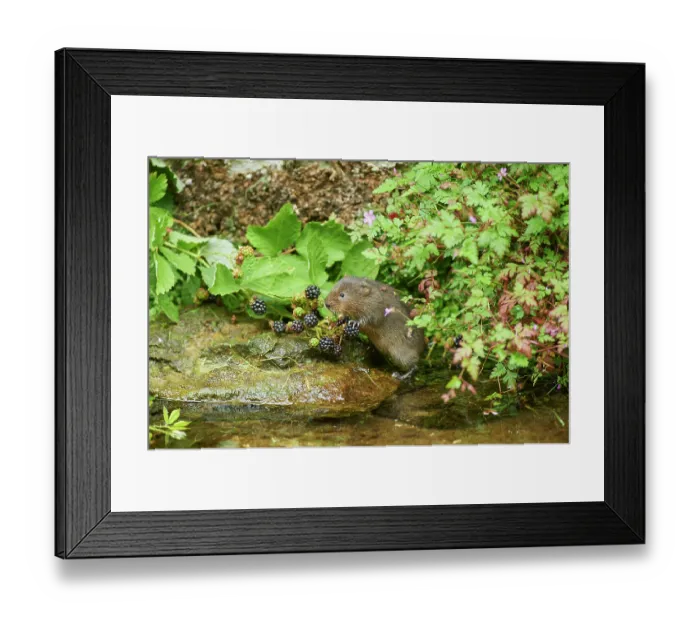 Framed Print : Water vole (Arvicola amphibius) feeding on Blackberries (Rubus sp.) at water's edge, Kent, England, UK. July Framed Print : Water vole (Arvicola amphibius) feeding on Blackberries (Rubus sp.) at water's edge, Kent, England, UK. July