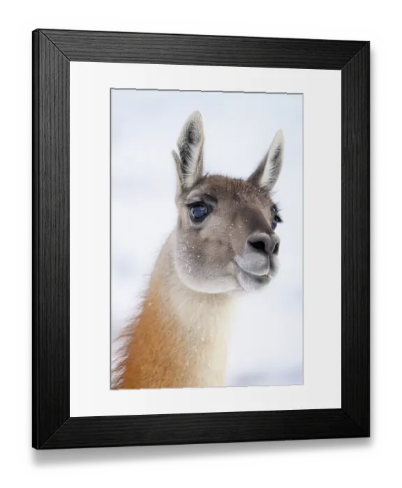 Framed Print : Guanaco (Lama guanicoe) head portrait, Torres del Paine National Park, Patagonia, Chile Framed Print : Guanaco (Lama guanicoe) head portrait, Torres del Paine National Park, Patagonia, Chile
