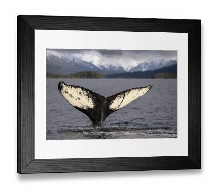 Framed Print : Humpback whale (Megaptera novaeangliae) tail fluke at the surface with mountains in background, Sitka Sound, south east Alaska, USA, Pacific Ocean Framed Print : Humpback whale (Megaptera novaeangliae) tail fluke at the surface with mountains in background, Sitka Sound, south east Alaska, USA, Pacific Ocean
