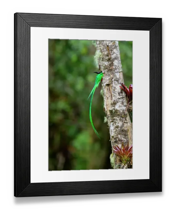 Framed Print : Resplendent quetzal (Pharomachrus mocinno) male, entering nest hole, Talamanca, Atlantic slope montane rainforest, Costa Rica Framed Print : Resplendent quetzal (Pharomachrus mocinno) male, entering nest hole, Talamanca, Atlantic slope montane rainforest, Costa Rica