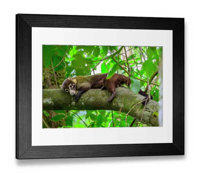 Framed Print : White-nosed coati (Nasua narica) resting on branch in forest understory, lowland rainforest, Osa Peninsula, Costa Rica Framed Print : White-nosed coati (Nasua narica) resting on branch in forest understory, lowland rainforest, Osa Peninsula, Costa Rica