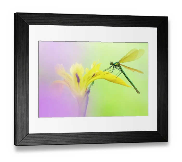 Framed Print : Beautiful demoiselle (Calopteryx virgo) female, resting on yellow Iris (Iris sp.) flower, Broxwater, Cornwall, England, UK. May Framed Print : Beautiful demoiselle (Calopteryx virgo) female, resting on yellow Iris (Iris sp.) flower, Broxwater, Cornwall, England, UK. May