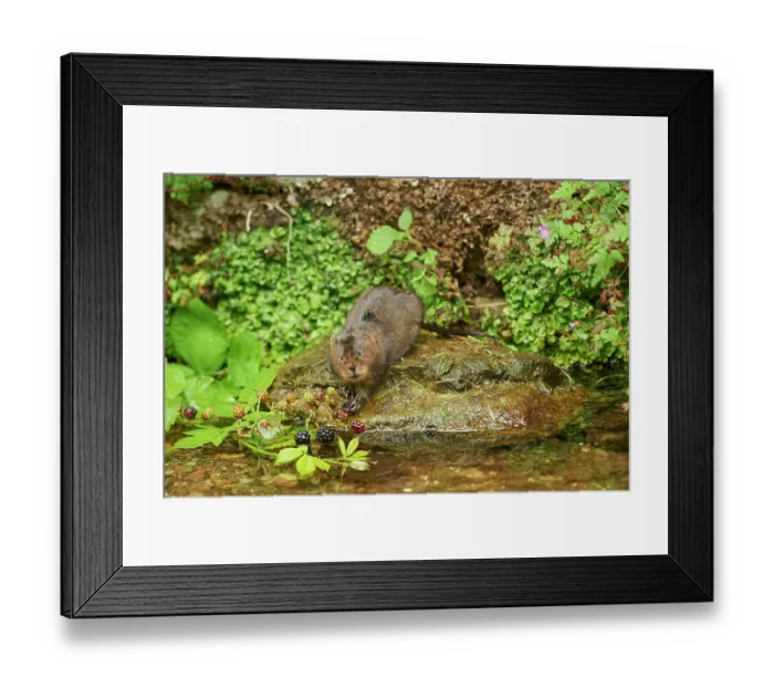 Framed Print : RF - Water vole (Arvicola amphibius) feeding on Blackberries (Rubus sp.) at water's edge, Kent, England, UK. July Framed Print : RF - Water vole (Arvicola amphibius) feeding on Blackberries (Rubus sp.) at water's edge, Kent, England, UK. July