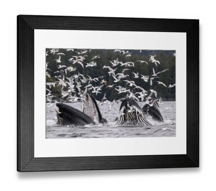 Framed Print : Pod of Humpback whales (Megaptera novaeangliae) lunge / bubble-net feeding with flock of Glaucous-winged gulls (Larus glaucescens) in flight above, Sitka Sound, south east Alaska Framed Print : Pod of Humpback whales (Megaptera novaeangliae) lunge / bubble-net feeding with flock of Glaucous-winged gulls (Larus glaucescens) in flight above, Sitka Sound, south east Alaska