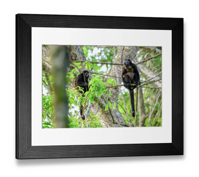 Framed Print : Two Mantled howler monkeys (Alouatta palliata) sitting on branch in rainforest canopy, one calling, Osa Peninsula, Costa Rica Framed Print : Two Mantled howler monkeys (Alouatta palliata) sitting on branch in rainforest canopy, one calling, Osa Peninsula, Costa Rica