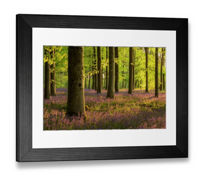 Framed Print : RF - Bluebell (Hyacinthoides non-scripta) woodland in early morning sunlight, Dorset, England, UK. May. (This image may be licensed either as rights managed or royalty free.)