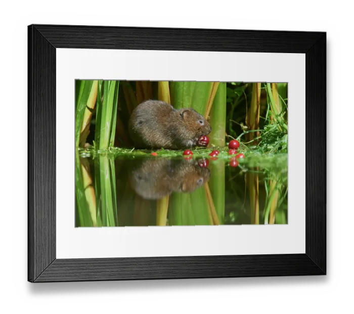 Framed Print : Water vole (Arvicola amphibius) feeding on Wild cherries (Prunus avium) at water's edge, Kent, England, UK. July. Controlled conditions Framed Print : Water vole (Arvicola amphibius) feeding on Wild cherries (Prunus avium) at water's edge, Kent, England, UK. July. Controlled conditions