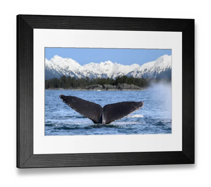 Framed Print : Humpback whale (Megaptera novaeangliae) tail fluke at the surface with snow-capped mountains in background, Sitka Sound, south east Alaska, USA, Pacific Ocean Framed Print : Humpback whale (Megaptera novaeangliae) tail fluke at the surface with snow-capped mountains in background, Sitka Sound, south east Alaska, USA, Pacific Ocean