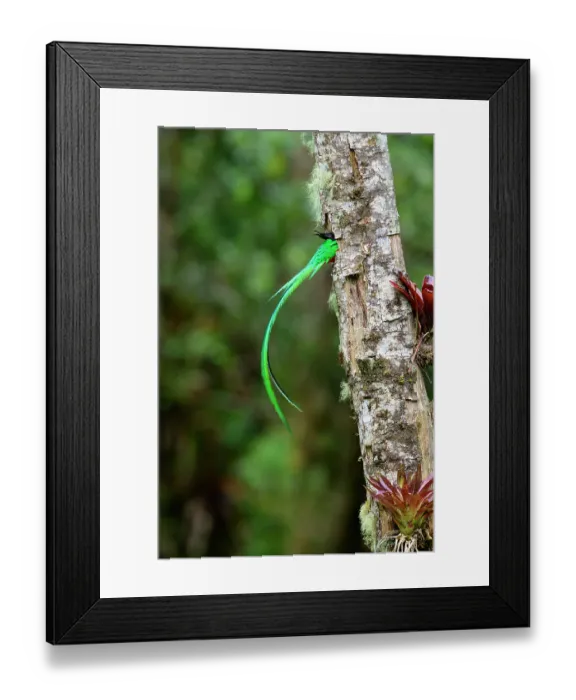 Framed Print : Resplendent quetzal (Pharomachrus mocinno) male, entering nest hole, Talamanca, Atlantic slope montane rainforest, Costa Rica Framed Print : Resplendent quetzal (Pharomachrus mocinno) male, entering nest hole, Talamanca, Atlantic slope montane rainforest, Costa Rica