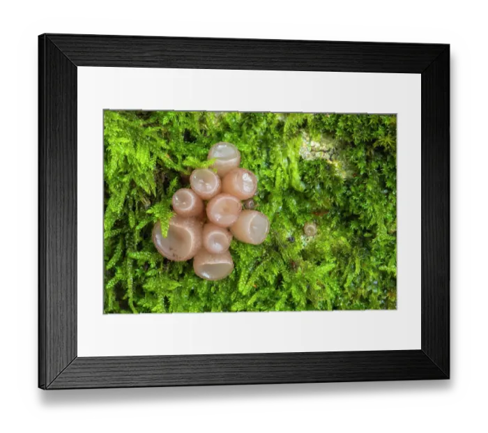 Framed Print : Beech jellydisc fungus (Neobulgaria pura) on moss, close up, New Forest National Park, Hampshire, England, UK. October Framed Print : Beech jellydisc fungus (Neobulgaria pura) on moss, close up, New Forest National Park, Hampshire, England, UK. October