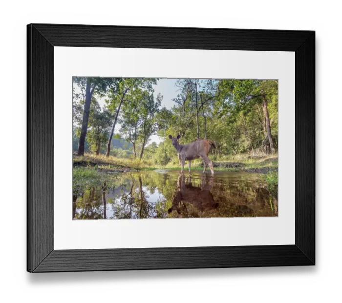 Framed Print : Sambar deer (Rusa unicolor) crossing forest stream, Bandhavgarh Tiger Reserve, Madhya Pradesh, India. Camera trap image Framed Print : Sambar deer (Rusa unicolor) crossing forest stream, Bandhavgarh Tiger Reserve, Madhya Pradesh, India. Camera trap image