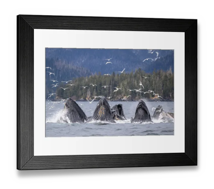 Framed Print : Pod of Humpback whales (Megaptera novaeangliae) lunge / bubble-net feeding with flock of Glaucous-winged gulls (Larus glaucescens) in flight above, Sitka Sound, south east Alaska Framed Print : Pod of Humpback whales (Megaptera novaeangliae) lunge / bubble-net feeding with flock of Glaucous-winged gulls (Larus glaucescens) in flight above, Sitka Sound, south east Alaska