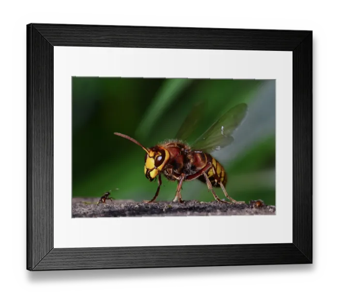 Framed Print : Hornet (Vespa crabro) and Red ant confrontation, Dorset, England, UK. September. Controlled conditions Framed Print : Hornet (Vespa crabro) and Red ant confrontation, Dorset, England, UK. September. Controlled conditions