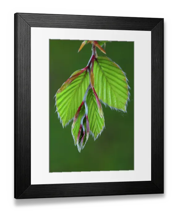 Framed Print : RF - Beech (Fagus sylvatica) new growth leaves in spring, Dorset, England, UK. May. (This image may be licensed either as rights managed or royalty free.) Framed Print : RF - Beech (Fagus sylvatica) new growth leaves in spring, Dorset, England, UK. May. (This image may be licensed either as rights managed or royalty free.)