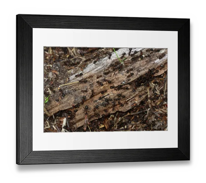 Framed Print : Wood ants (Formica rufa) swarming over nest on rotten log, Arne, Dorset, England, UK. October Framed Print : Wood ants (Formica rufa) swarming over nest on rotten log, Arne, Dorset, England, UK. October