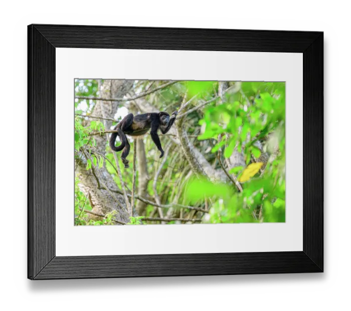 Framed Print : Mantled howler monkey (Alouatta palliata) resting on branch in rainforest canopy, Osa Peninsula, Costa Rica Framed Print : Mantled howler monkey (Alouatta palliata) resting on branch in rainforest canopy, Osa Peninsula, Costa Rica