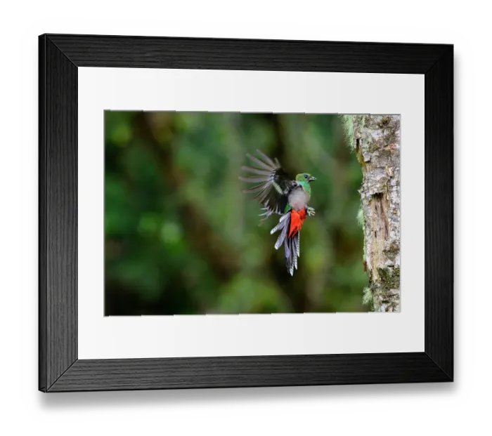 Framed Print : Resplendent quetzal (Pharomachrus mocinno) female, flying towards nest hole in rainforest, Talamanca, Atlantic slope montane rainforest, Costa Rica Framed Print : Resplendent quetzal (Pharomachrus mocinno) female, flying towards nest hole in rainforest, Talamanca, Atlantic slope montane rainforest, Costa Rica