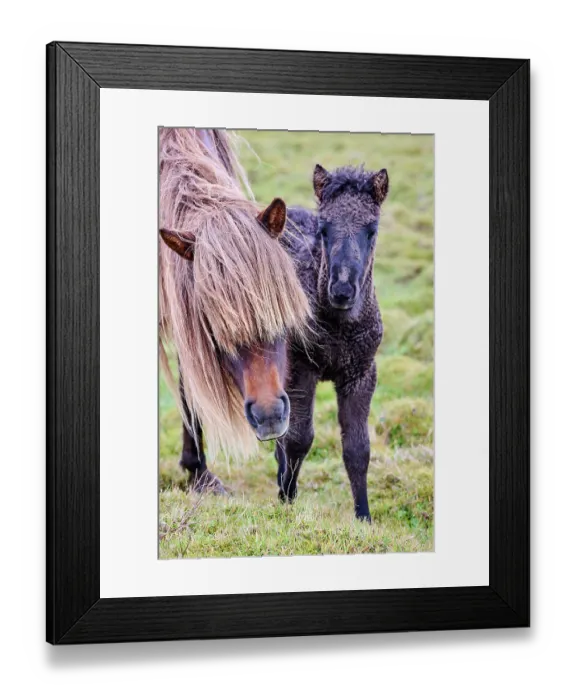 Framed Print : Icelandic horse (Equus caballus) mare and foal, portrait, Iceland. September