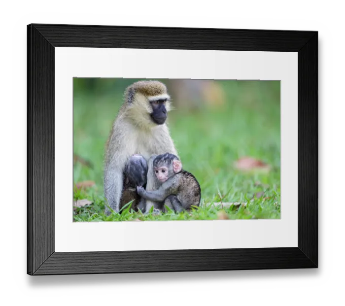 Framed Print : Green vervet monkey (Chlorocebus sabaeus) female with infant, sitting on grass, Entebbe Botanical Garden, Uganda Framed Print : Green vervet monkey (Chlorocebus sabaeus) female with infant, sitting on grass, Entebbe Botanical Garden, Uganda