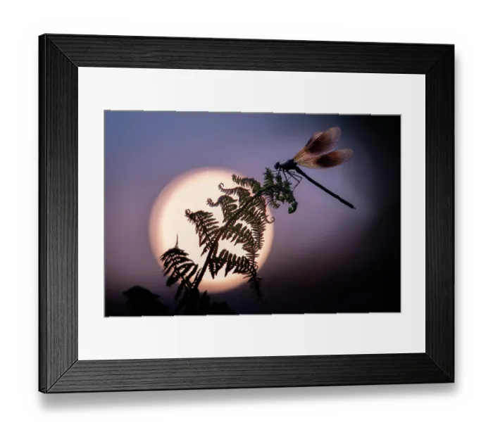 Framed Print : Banded demoiselle (Calopteryx splendens) male, resting on a fern frond silhouetted by the rising sun, Lower Tamar Lakes, Cornwall, England, UK. May Framed Print : Banded demoiselle (Calopteryx splendens) male, resting on a fern frond silhouetted by the rising sun, Lower Tamar Lakes, Cornwall, England, UK. May