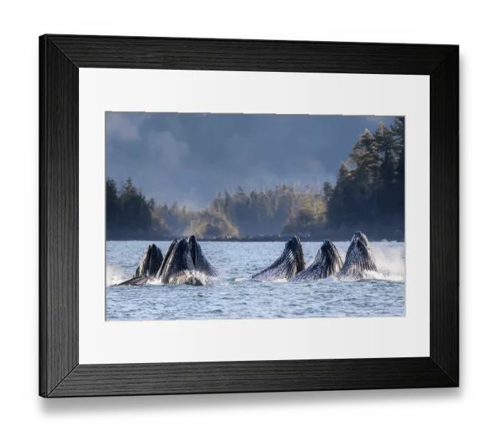 Framed Print : Pod of Humpback whales (Megaptera novaeangliae) lunge / bubble-net feeding, Sitka Sound, south east Alaska, USA. Pacific Ocean Framed Print : Pod of Humpback whales (Megaptera novaeangliae) lunge / bubble-net feeding, Sitka Sound, south east Alaska, USA. Pacific Ocean