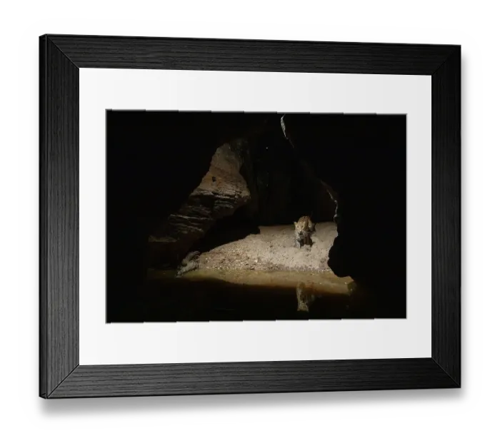 Framed Print : Leopard (Panthera pardus) approaching natural waterhole inside deep gorge, Bandhavgarh National Park, Madhya Pradesh, India. Camera trap image Framed Print : Leopard (Panthera pardus) approaching natural waterhole inside deep gorge, Bandhavgarh National Park, Madhya Pradesh, India. Camera trap image