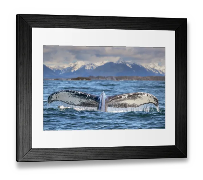 Framed Print : Humpback whale (Megaptera novaeangliae) tail fluke at the surface, Sitka Sound, south east Alaska, USA, Pacific Ocean Framed Print : Humpback whale (Megaptera novaeangliae) tail fluke at the surface, Sitka Sound, south east Alaska, USA, Pacific Ocean