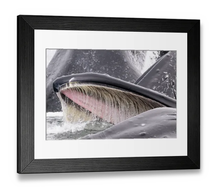 Framed Print : Humpback whales (Megaptera novaeangliae) lunge / bubble-net feeding, Sitka Sound, south east Alaska, USA. Pacific Ocean Framed Print : Humpback whales (Megaptera novaeangliae) lunge / bubble-net feeding, Sitka Sound, south east Alaska, USA. Pacific Ocean