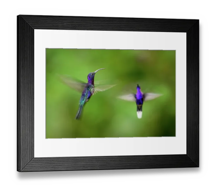 Framed Print : Two Violet sabrewing hummingbird (Campylopterus hemileucurus) males, in flight, hovering, Bosque de Paz, montane rainforest, Costa Rica Framed Print : Two Violet sabrewing hummingbird (Campylopterus hemileucurus) males, in flight, hovering, Bosque de Paz, montane rainforest, Costa Rica