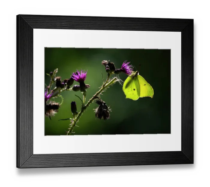Framed Print : Brimstone (Gonepteryx rhamni) butterfly nectaring on Thistle flower, Meeth Quarry Nature Reserve, Devon, England, UK. July
