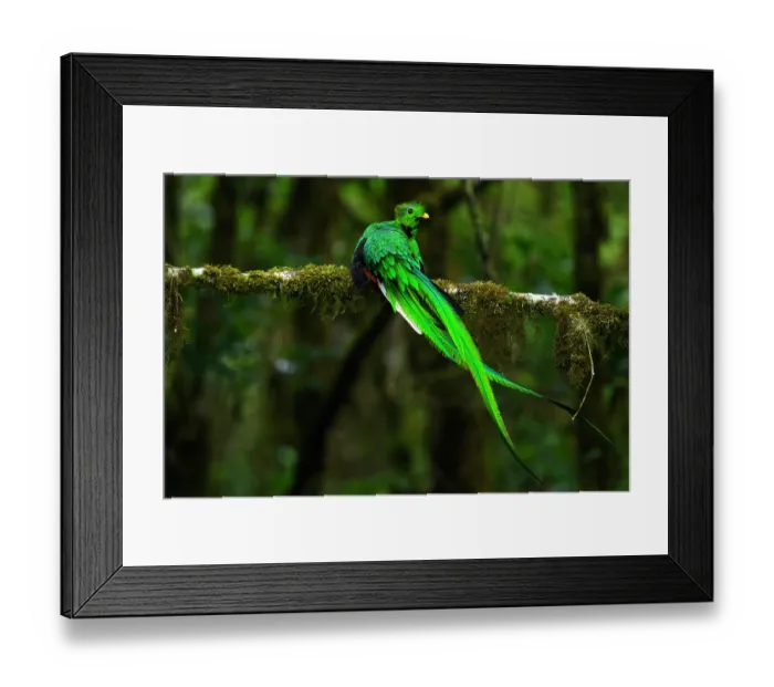 Framed Print : Resplendent quetzal (Pharomachrus mocinno) male, perched on branch in rainforest understory, Talamanca, Atlantic slope montane rainforest, Costa Rica Framed Print : Resplendent quetzal (Pharomachrus mocinno) male, perched on branch in rainforest understory, Talamanca, Atlantic slope montane rainforest, Costa Rica