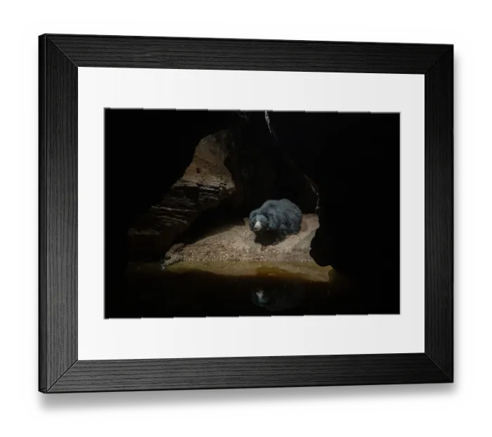 Framed Print : Sloth bear (Melursus ursinus) approaching natural waterhole inside deep gorge, Bandhavgarh National Park, Madhya Pradesh, India. Camera trap image Framed Print : Sloth bear (Melursus ursinus) approaching natural waterhole inside deep gorge, Bandhavgarh National Park, Madhya Pradesh, India. Camera trap image