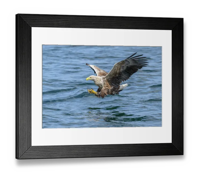 Framed Print : White-tailed eagle (Haliaeetus albicilla) fishing on Loch Na Keel, Isle of Mull, Scotland, UK. June. Controlled conditions Framed Print : White-tailed eagle (Haliaeetus albicilla) fishing on Loch Na Keel, Isle of Mull, Scotland, UK. June. Controlled conditions