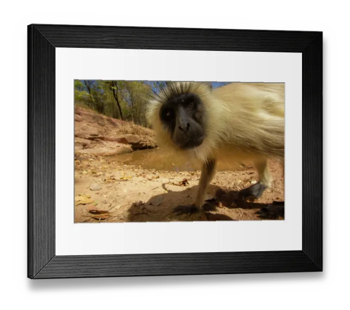 Framed Print : Hanuman langur (Semnopithecus entellus) portrait, Bandhavgarh National Park, Madhya Pradesh, India. Camera trap image Framed Print : Hanuman langur (Semnopithecus entellus) portrait, Bandhavgarh National Park, Madhya Pradesh, India. Camera trap image