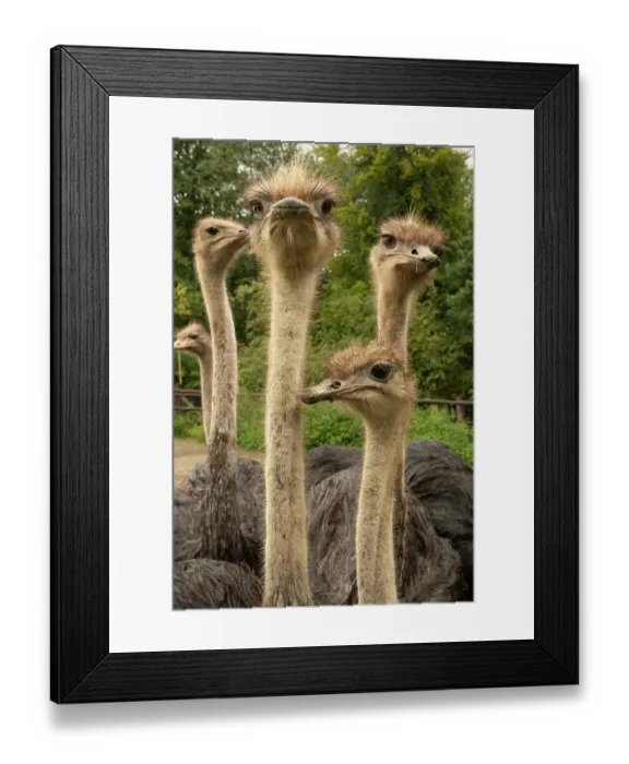 Framed Print : Group of Ostriches (Struthio camelus) juveniles aged 1 year, at an ostrich farm, portrait, Straussenfarm Emminghausen, Wermelskirchen, Germany. Captive Framed Print : Group of Ostriches (Struthio camelus) juveniles aged 1 year, at an ostrich farm, portrait, Straussenfarm Emminghausen, Wermelskirchen, Germany. Captive