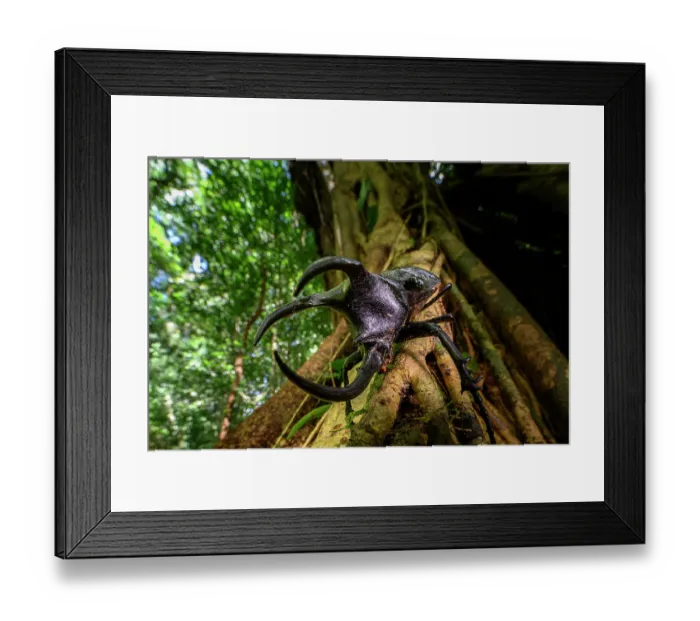Framed Print : Three-horned rhinoceros beetle (Chalcosoma moellenkampi) male, resting on branch in rainforest, Danum Valley, Sabah, Borneo Framed Print : Three-horned rhinoceros beetle (Chalcosoma moellenkampi) male, resting on branch in rainforest, Danum Valley, Sabah, Borneo