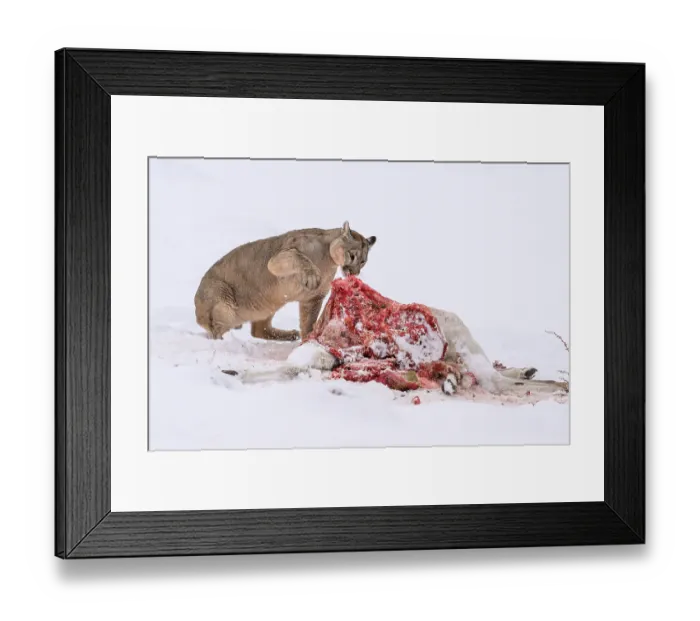 Framed Print : Puma (Puma concolor) female, feeding on Guanaco (Lama guanicoe) prey in deep snow, Torres del Paine National Park, Patagonia, Chile Framed Print : Puma (Puma concolor) female, feeding on Guanaco (Lama guanicoe) prey in deep snow, Torres del Paine National Park, Patagonia, Chile