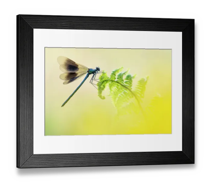 Framed Print : RF - Banded demoiselle (Calopteryx splendens) male, resting on fern frond, Lower Tamar Lake, Cornwall, England, UK. May Framed Print : RF - Banded demoiselle (Calopteryx splendens) male, resting on fern frond, Lower Tamar Lake, Cornwall, England, UK. May